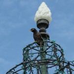 Loud Bird