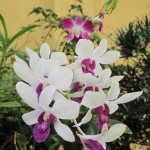 Orchids