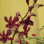 Orchids