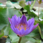 Lotus Leaves and Flowers - note the fly included within :)