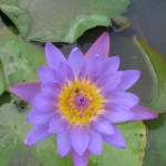 Colourful Flower
