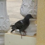 Cambodian Pigeon