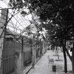 The Barb Wire
