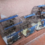Birds Galore