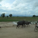 Herding the Buffaloes