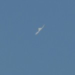 The Chula Thai Kite