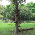 Interesting things (fruit?) on the tree