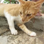 Cute Cat - Giving the Eye