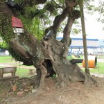 Weird and Old Looking Tree