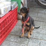 Little Cute Dog :)