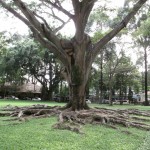 Old Trees in the Garden