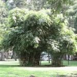 Old Trees in the Garden