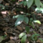 Are you scared of spiders!