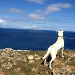Enjoying the Fab View