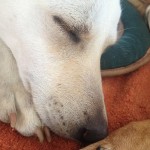 Shao Bai relaxing