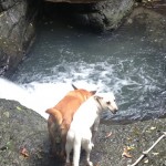 The dogs considering the jump!