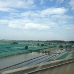 The tea paddy fields