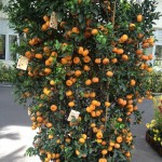 The Chinese New Year Good Luck Tree