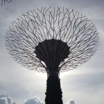 One of the Super-tree Groves