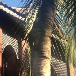 Large Lizard Climbing a Tree