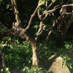 Can You See It?