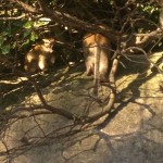 Monkeying Around