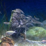 Fish Meeting