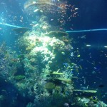 Fish Galore