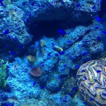 Blue is the Colour