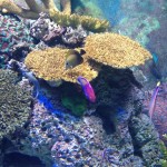 Nice Coral