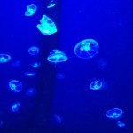 Jelly Fish