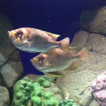 Unhappy Fish!