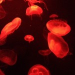 Jelly Fish
