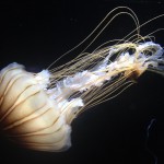 Amazing Jelly Fish!