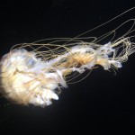 Amazing Jelly Fish!