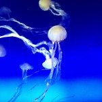 Jelly Fish