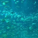 Fish galore