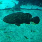 Big Fish