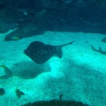 Flat Fish