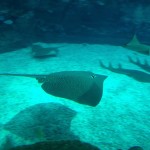 Drifting Fish