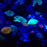 Colourful Coral