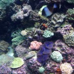 Colourful Coral