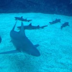 Sharks!