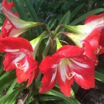 Delightful Flowers