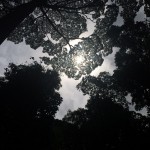 Treetop Galore