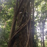 Amazing tree roots
