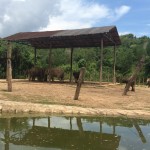 Elephants!