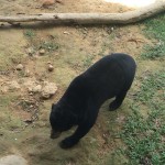 Is that a bear I can see