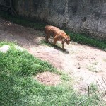 Tiger!