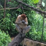 Monkey Business